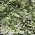 Shrub with variegated leaves tight white flower buds and flowers