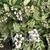 Shrub with green and white variegated leaves & white flowers
