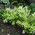 Low shrub with cluster of white flowers.