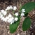 Shrub with white flowers.