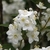White star-shaped flowers with prominent stamens