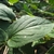 Ovate leaf with shallow serrations on margin