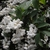 Double white flowers in panicles.