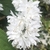 Cluster of white star-shaped flowers.