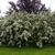 Large shrub with panicles of white flowers.