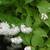 Clusters of white, pendulous flowers