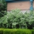 Large shrub with panicles of white flowers.