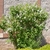 Shrub with white flowers.
