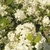Rounded clusters of white flowers.