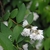 Leafy branches with masses of white flowers in panicles.