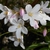 Close-up of white flowers tinged pink on the outside.