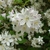 Cluster of white star-shaped flowers.