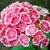 Dianthus barbatus