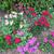 Dianthus barbatus