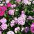 Dianthus barbatus