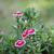 Dianthus chinensis