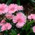 Dianthus chinensis
