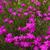 Dianthus chinensis
