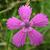 Dianthus deltoides