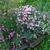 Dianthus plumarius