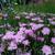 Dianthus plumarius
