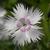 Dianthus plumarius