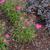 Dianthus barbatus