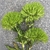 Three inflorescences that have dense clusters of green bracts.