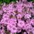 Dianthus caryophyllus plants