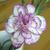 Dianthus caryophyllus flower