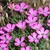 Pink flowers with ragged petal edges and dark eyes