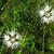 Dianthus plumarius