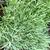 Dianthus plumarius 'Cottage Pink' foliage, Wake County, NC