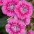 Jolt Pink dianthus