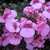clusters of pink, two-lipped flowers