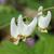Dicentra cucullaria
