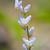 Dicentra cucullaria