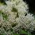 Eupatorium perfoliatum