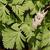 Dicentra cucullaria