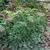 Dicentra spectabilis