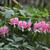 Dicentra spectabilis
