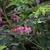 Dicentra spectabilis