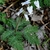 ferny foliage and a spray of white, dangling flowers.