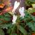 Flower and leaves