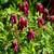 Dicentra eximia