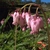 Close-up of pink pendulous flowers.