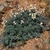 A clump of ferny foliage bearing spray of white flowers.
