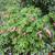 Dicentra spectabilis