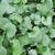 Dichondra argentea 'Silver Falls'  leaves