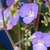 Blue flower with 3 tepals.